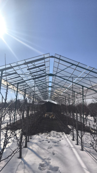 cherries-under-agri-pv-installation-romania-3.jpg