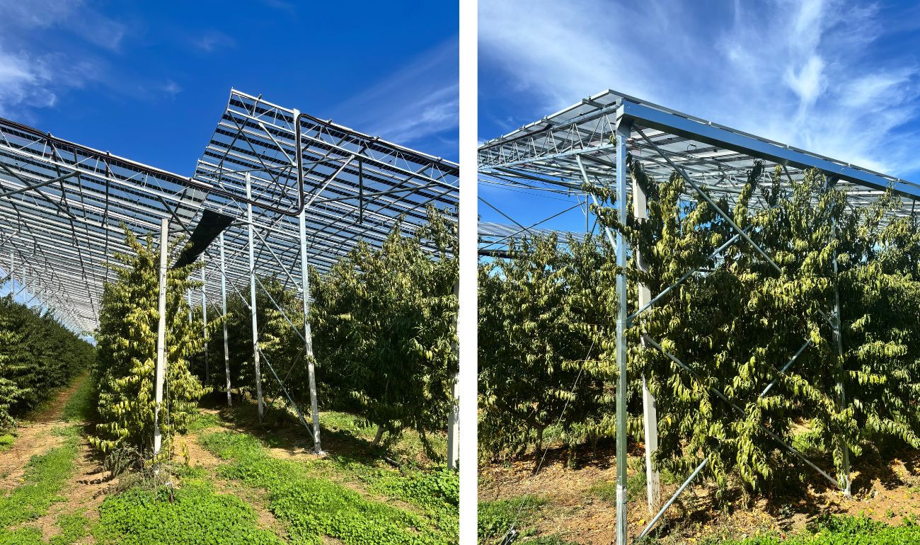semi-transparent solar panels above a peach orchard in Imathia, part of Brite Solar’s SOLARHUB project for dual-use energy and crop production.