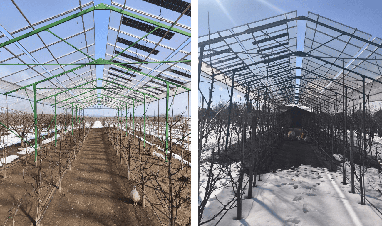 Agrivoltaic structure installed above cherry trees in Romania combining crop protection and renewable energy generation.