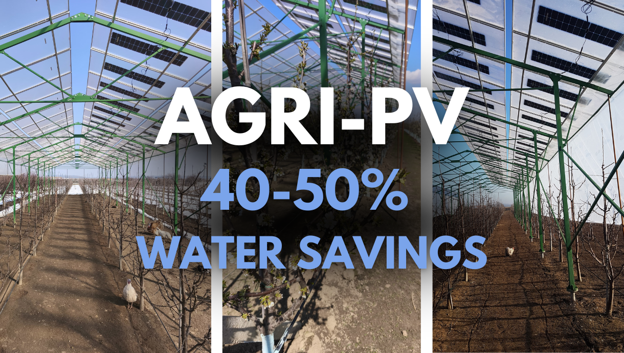 What happens when you place semi-transparent photovoltaic panels above a black bitter cherry orchard and combine them with IoT sensors and AI-driven irrigation