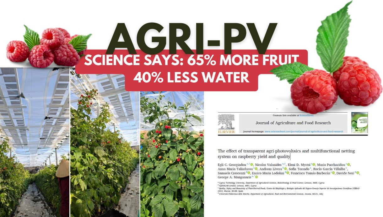 Brite Solar Agri-PV panels above raspberry crops in Cyprus, featured in a landmark peer-reviewed study published in the Journal of Agriculture and Food Research (Elsevier, 2026). Results confirmed a 65% increase in yield and 40% reduction in water consump